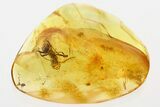 Detailed Fossil Ant (Dolichoderinae) In Baltic Amber #330667-1